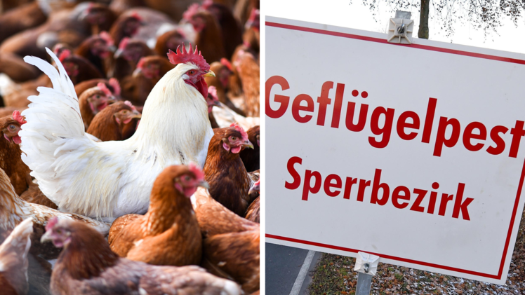 Lichtenfels erl&auml;sst wegen Gefl&uuml;gelpest Allgemeinverf&uuml;gung