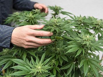 41 Cannabis-Pflanzen hatte der Angeklagte in einem Zimmer angebaut.  Symbolbild: Matt Masin/dpa