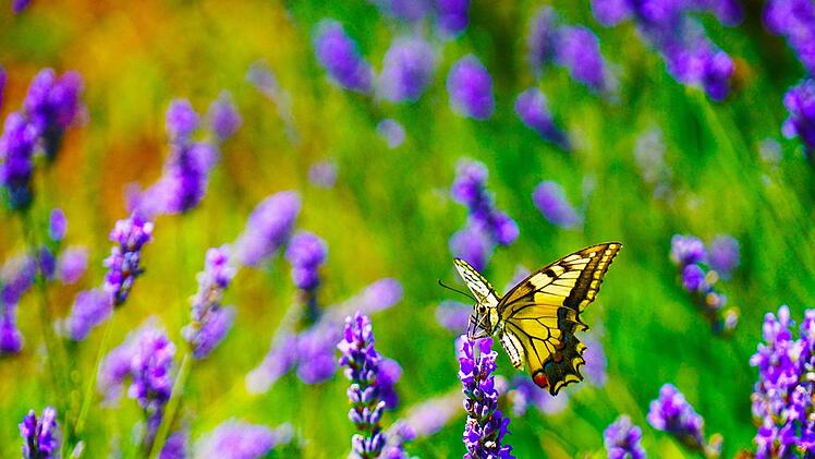Lavendel blüht, duftet und lockt Bienen und Schmetterlinge an. Foto: Marian Florinel Condruz/pexels.com