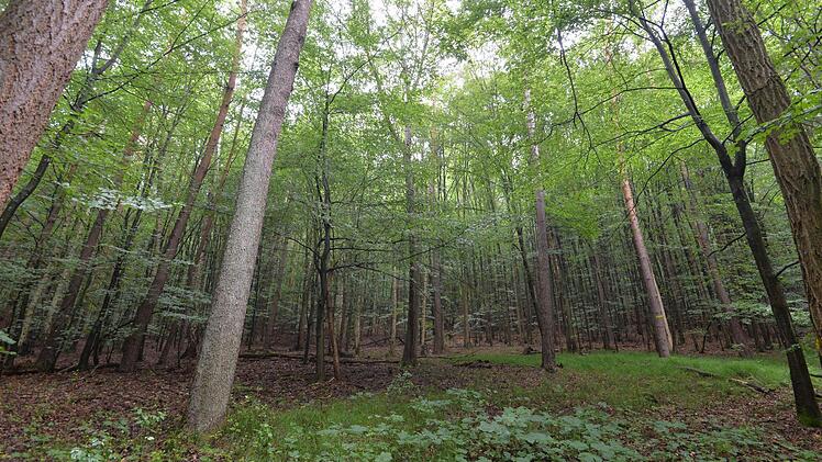 Geschützt - nicht geschützt - doch geschützt? Vor lauter Buchen ist der Steigerwald oft nicht mehr klar zu sehen. Foto: Ronald Rinklef