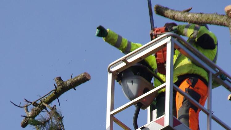 Auf dem VHS-Gelände werden Bäume gefällt. Foto: Marco Meißner