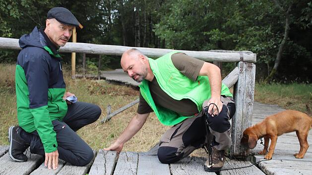 Ein n&auml;chster Abschnitt des Bohlenstegs im Schwarzen Moor wird ausgetauscht. Wie n&ouml;tig die Ma&szlig;nahme ist, verdeutlichen Klaus Spitzl (links) und Schutzgebietsbetreuer Torsten Kirchner vor Ort, w&auml;hrend Dachsbracke Anni ganz anderen Spuren nachgeht. Thomas Pfeuffer