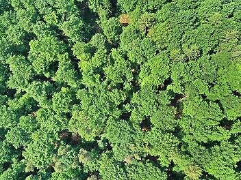 Das Klima und die Käfer setzten dem Wald zu. Der Umbau zum Laubwald und die schnelle Beseitigung von Schadholz sind wichtig.