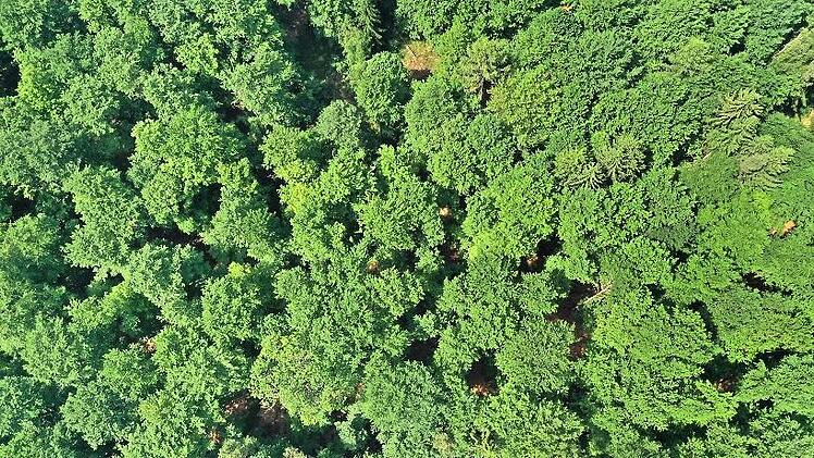 Das Klima und die Käfer setzten dem Wald zu. Der Umbau zum Laubwald und die schnelle Beseitigung von Schadholz sind wichtig.