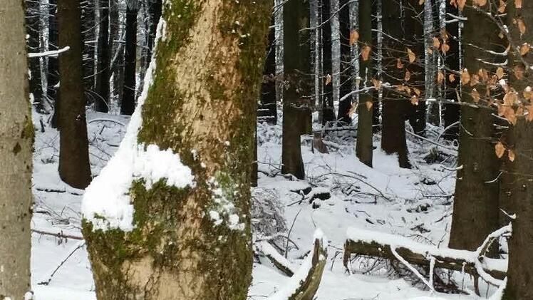 Foto: Hans-Peter Seifert