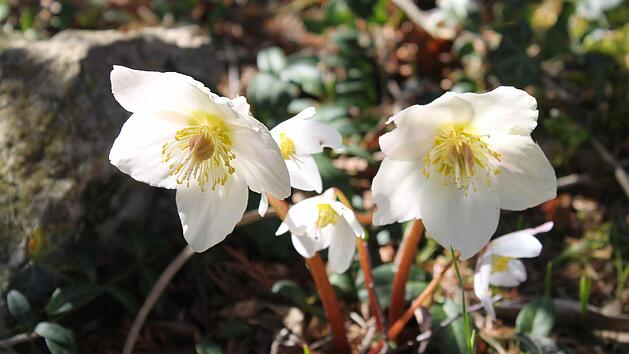 Christrosen - Foto: Jupp Schröder