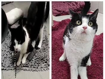 Tierheim Coburg: Katze Rexi hat eine Behinderung - und sucht neues Zuhause