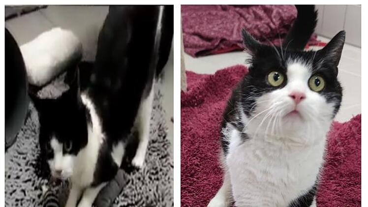 Tierheim Coburg: Katze Rexi hat eine Behinderung - und sucht neues Zuhause