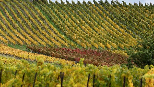 Schwerverletzter nach Unfall in Weinberg im Kreis Kitzingen in Klinik geflogen