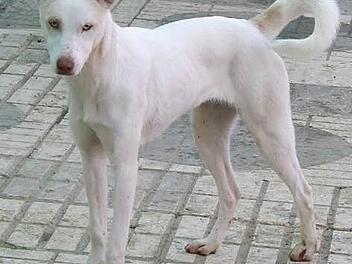 Auch wenn Venus gr&ouml;&szlig;er wirkt, ist sie nur mittelgro&szlig;. Sie versteht sich auch mit anderen Hunden gut. Foto: Tierheim