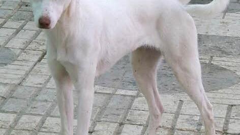 Auch wenn Venus gr&ouml;&szlig;er wirkt, ist sie nur mittelgro&szlig;. Sie versteht sich auch mit anderen Hunden gut. Foto: Tierheim