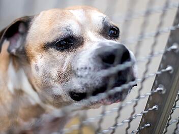 Zwei Menschen sind tot. Totgebissen von einem Hund. "Chico" wurde in der Folge seiner Verletzungen, die er sich dabei zugezogen hat, eingeschläfert. Mitleid gibt es nur für den Hund. Die Menschen hätten nach Meinung von vielen keines verdient. Ein Kommentar. Foto: Hauke-Christian Dittrich/dpa