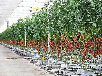 Tomaten wollen die Gemüsebauern Scherzer und Boss bei Feulersdorf produzieren. Foto: privat