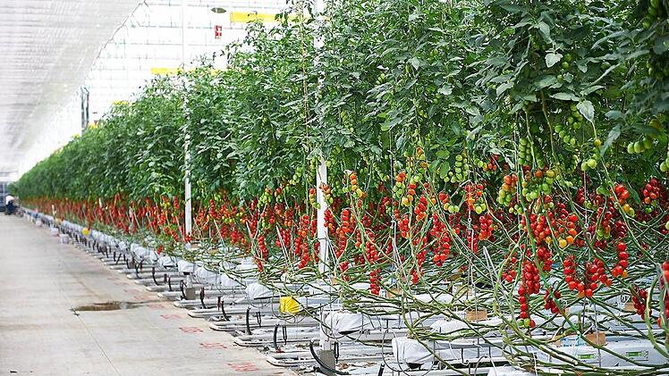 Tomaten wollen die Gemüsebauern Scherzer und Boss bei Feulersdorf produzieren. Foto: privat
