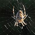 Wie wird man Spinnen los? Symbolbild: Matthias Hiekel/dpa