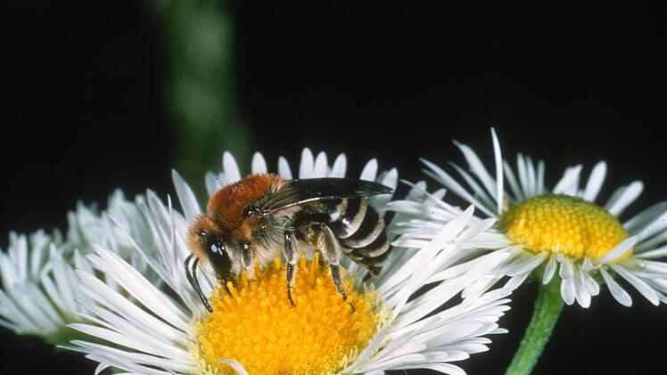 Ein Seidenbienenweibchen auf einem Gänseblümchen.  Foto: Andreas Müller