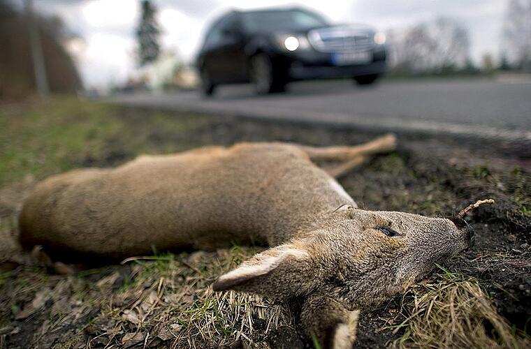 Coburg: Hoher Sachschaden durch Wildunfälle - Polizistin erlöst leidendes Tier