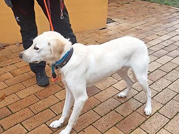 Marlo braucht einen Halter mit Hunde-Erfahrung.