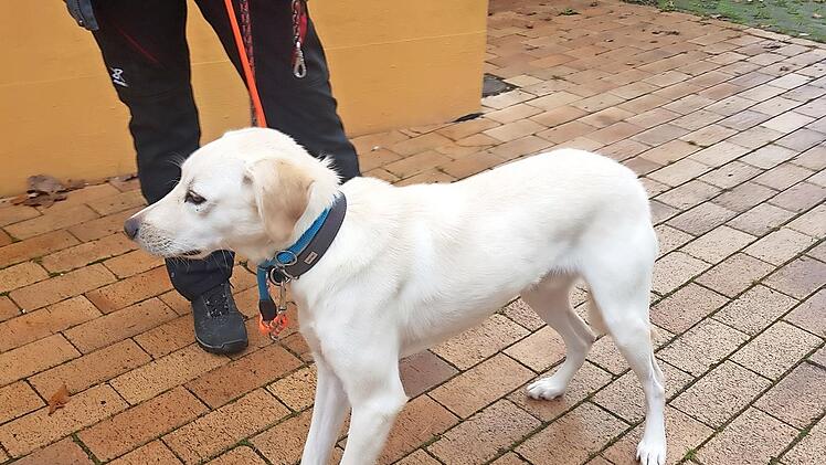 Marlo braucht einen Halter mit Hunde-Erfahrung.