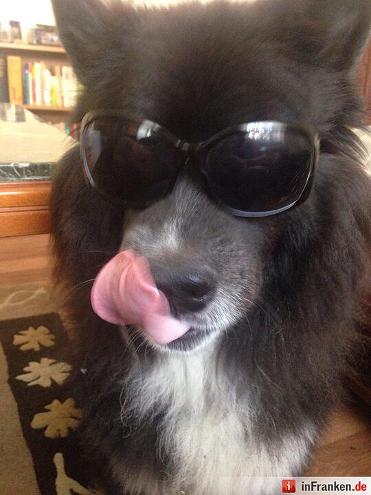 Auf den Hund gekommen: Die schönsten fränkischen Hunde unserer Nutzer