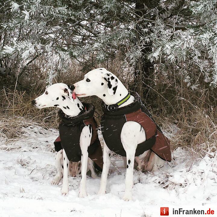 Schnee in Franken Januar 2017 - Leserfotos