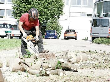 Ein Mitarbeiter der Firma Allgemeiner Baumdienst Olaf de Vries zerlegte am Freitag einen Baum, um Baufreiheit f&uuml;r das neue MedZentrum in Bad Br&uuml;ckenau zu schaffen.
