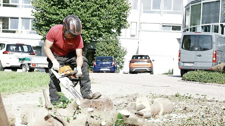 Ein Mitarbeiter der Firma Allgemeiner Baumdienst Olaf de Vries zerlegte am Freitag einen Baum, um Baufreiheit f&uuml;r das neue MedZentrum in Bad Br&uuml;ckenau zu schaffen.