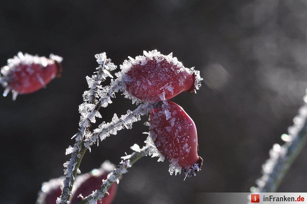 Eis und Schnee in Franken - die schönsten Winterleserfotos