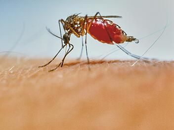 Malariam&uuml;cke Anopheles, die menschliches Blut sticht und saugt malaria mosquito anopheles stitching and sucking human blood, Steckm&uuml;cke, M&uuml;cke, Moskito