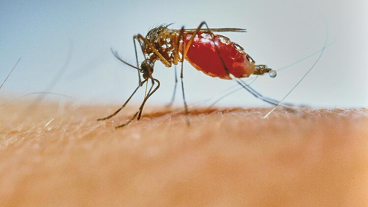 Malariamücke Anopheles, die menschliches Blut sticht und saugt malaria mosquito anopheles stitching and sucking human blood, Steckmücke, Mücke, Moskito