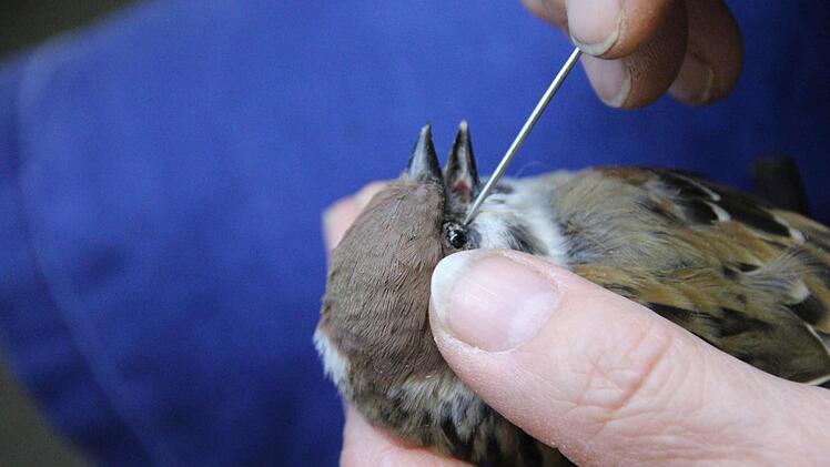 Die Augen freilegen.