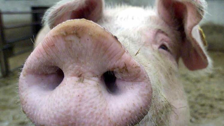 500 Tiere sind erstickt, weil im Stall die Lüftungsanlage ausgefallen ist und das Alarmierungssystem nicht funktioniert hat. Symbolbild: dpa