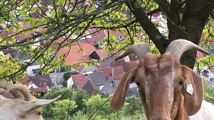 Ziegen leisten einen großen Beitrag zum Landschaftsschutz, wenn sie allerdings Weinbergsmauern und Böschungen beschädigen oder Obstbäume entrinden, ärgert das Grundstücksbesitzer. Foto: Ralf Ruppert