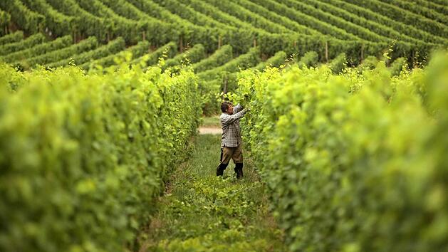 Momentan ist die beste Zeit, um einen Schnitt an den Weinreben vorzunehmen. Symbolbild: Fredrik von Erichsen/dpa