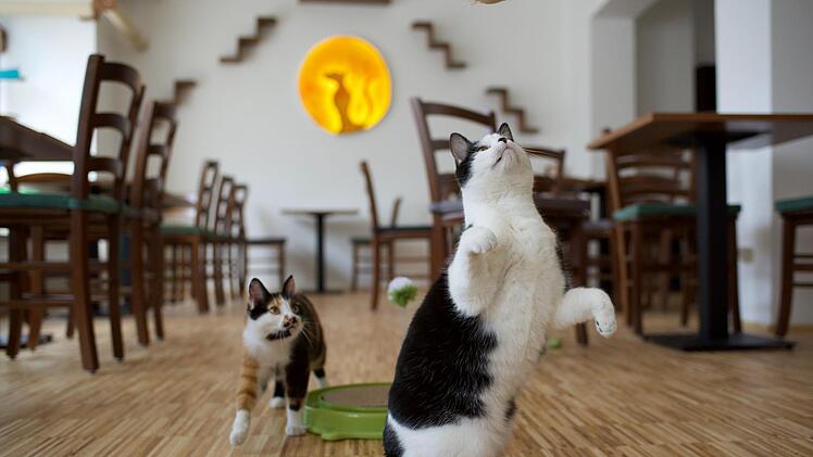 Was - oder wer? - wohl das Interesse des schwarz-weißen Katers Prince geweckt hat?  Foto: Bastian Krüger
