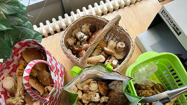 Hohe Strafen beim Pilze-Sammeln