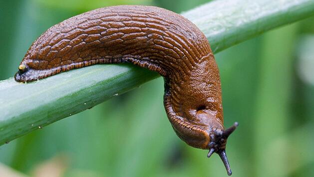 Symbolbild: Patrick Pleul/dpa