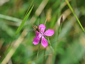 Solche Schwebfliegen (Syrphus ribesii) leisten wertvolle Dienste als Bestäuber.Heike Feldhaar