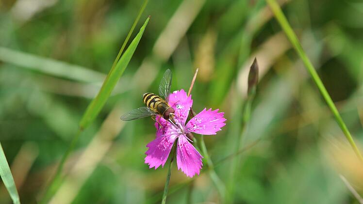 Solche Schwebfliegen (Syrphus ribesii) leisten wertvolle Dienste als Bestäuber.Heike Feldhaar