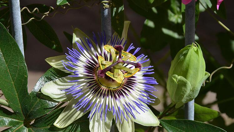 Wunderschön: die Passionsblume