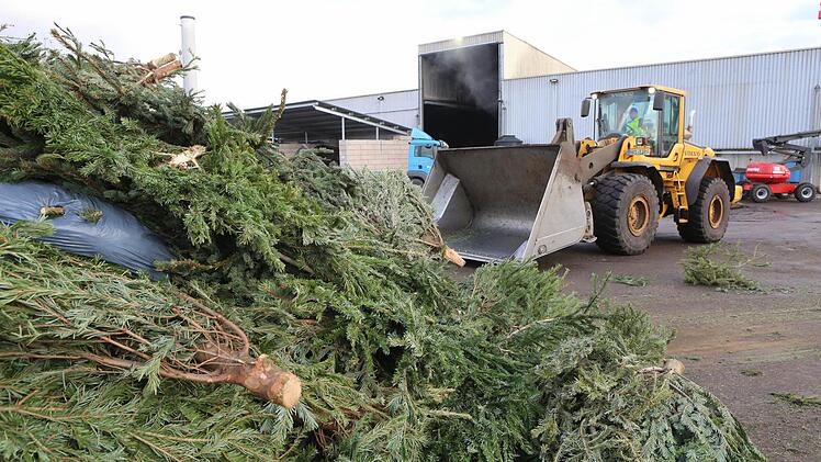 50 bis 100 Tonnen Christbäume landen durchschnittlich pro Jahr in der Kompostierungsanlage.