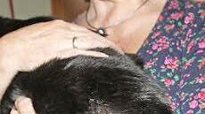 Diese Schusswunde hat Kater "Nero" erlitten.  Foto: Peter Groscurth