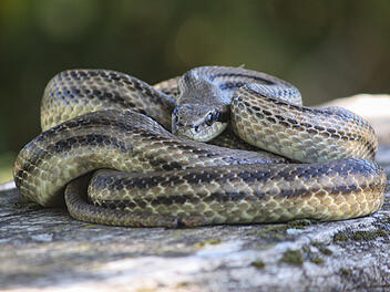 Rothenburg ob der Tauber: Schlange auf Baustelle entdeckt - keine heimische Art