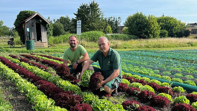 Kitzingen: Salat und Kohlrabi selbst ernten am Etwash&auml;user Mainufer - Erl&ouml;s wird gespendet