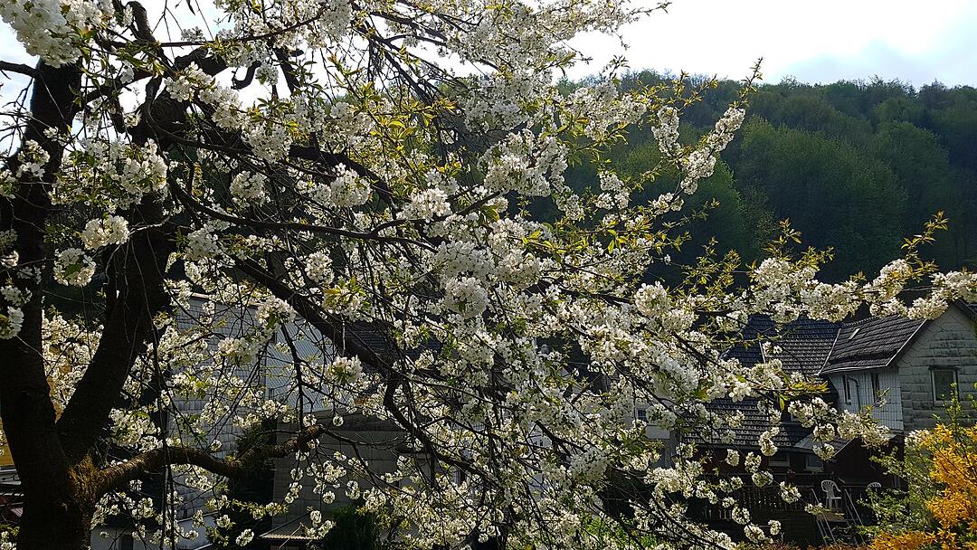 Die schönsten Frühlingsfotos aus Kronach und Umgebung