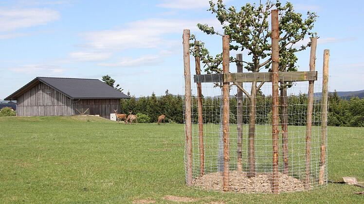 Die Bäume müssen mit starken Holzpfosten gegen Verbiss und Verfegen geschützt werden.  Foto: Friedwald Schedel