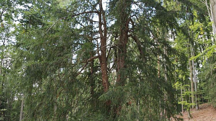 Die Eibe ist äußerst selten im heimischen Wald .