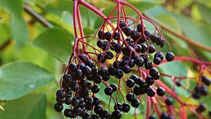 Holunder - Eine alte Kulturpflanze die neue Beachtung verdient. Bild: manfredrichter/pixabay.com