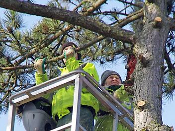 In über 20 Metern Höhe entasten Jonathan Götschler (l.) und Kristof Wladyka die Kiefer.  Fotos: Marco Meißner