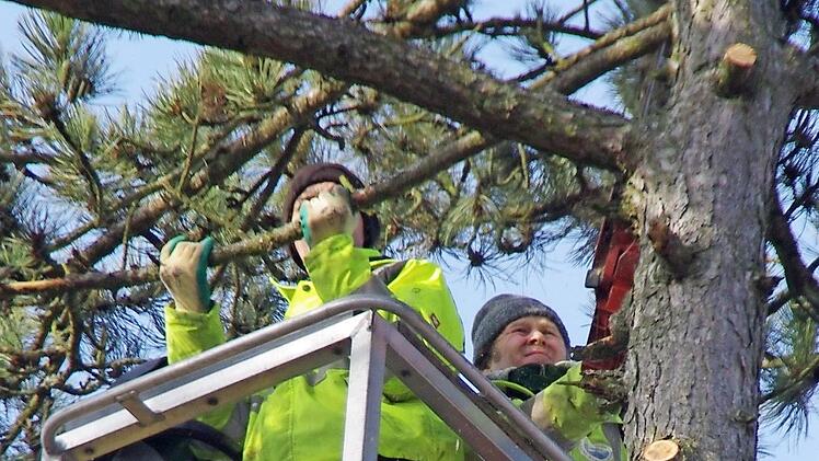 In über 20 Metern Höhe entasten Jonathan Götschler (l.) und Kristof Wladyka die Kiefer.  Fotos: Marco Meißner